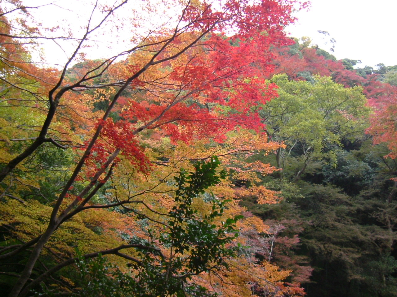 箕面山の紅葉_f0150767_161151.jpg