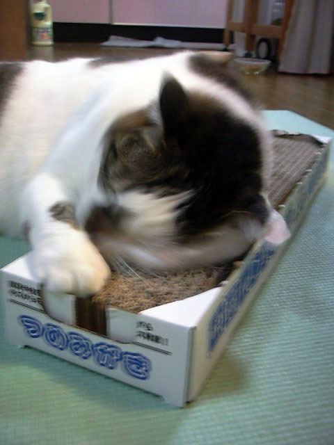 またたび_e0158970_1359841.jpg