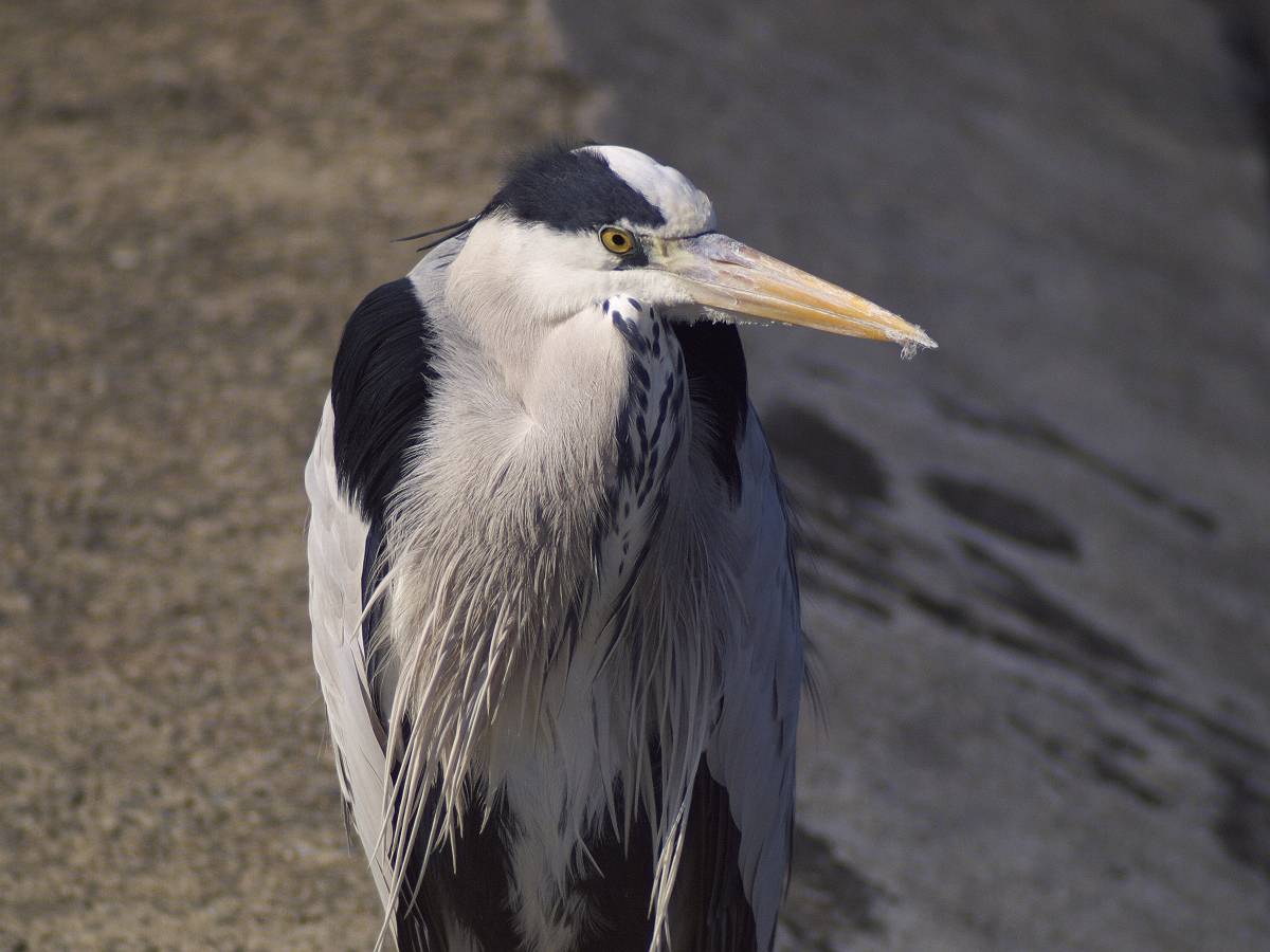 天野川の留鳥_a0073778_20284015.jpg