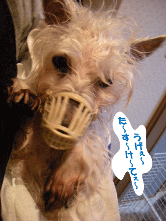 e0066883_2050863.gif