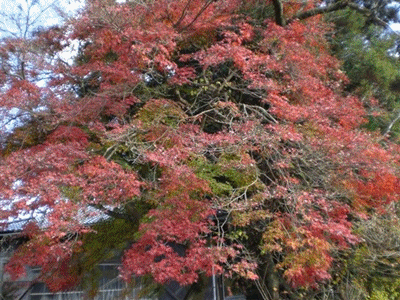 f0129585_20161266.gif