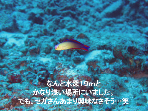 アドバンスのご褒美に! シミラン日帰りダイビング!_f0144385_1543933.jpg