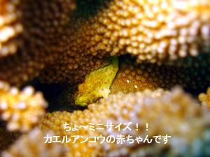 アドバンスのご褒美に! シミラン日帰りダイビング!_f0144385_155497.jpg