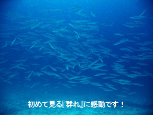 ナイスダイブでナイスバディ募集中!_f0144385_1841960.jpg