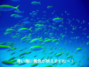 アドバンスのご褒美に! シミラン日帰りダイビング!_f0144385_253989.jpg