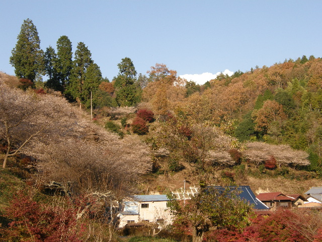 続桜満開_c0108198_1771975.jpg