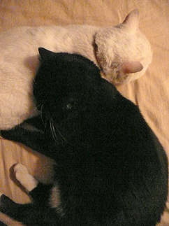 看板ねこ_b0014003_10462465.jpg
