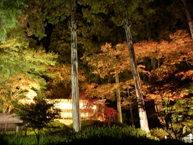 大興善寺の紅葉ライトアップ_d0116009_12223876.jpg