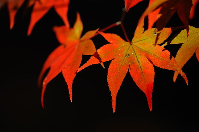 2008・京都の紅葉 大原野神社編_f0032011_19485819.jpg