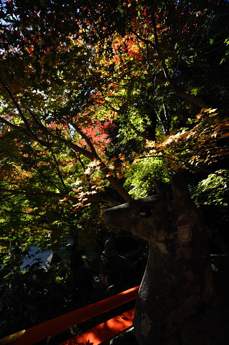2008・京都の紅葉 大原野神社編_f0032011_19491765.jpg