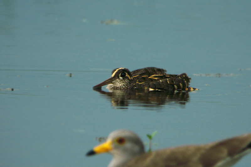 タマシギ（ふしぎの国の鳥達）_f0178716_22482271.jpg