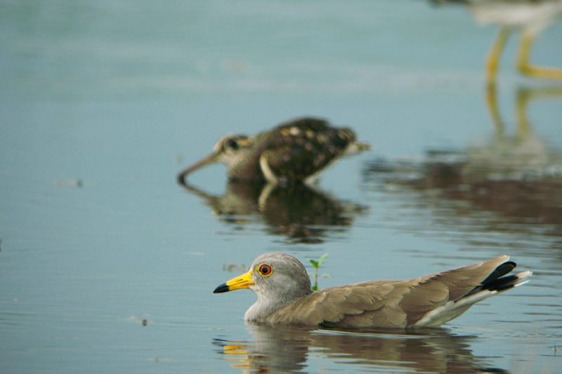 タマシギ（ふしぎの国の鳥達）_f0178716_2249383.jpg