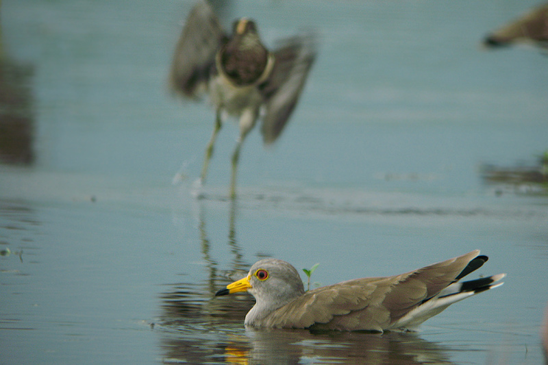 タマシギ（ふしぎの国の鳥達）_f0178716_2250114.jpg