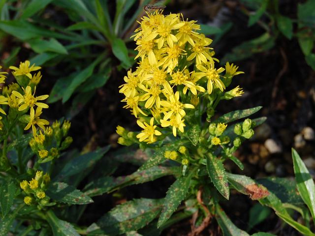 浜秋の麒麟草 ハマアキノキリンソウ 花の仲間調べ