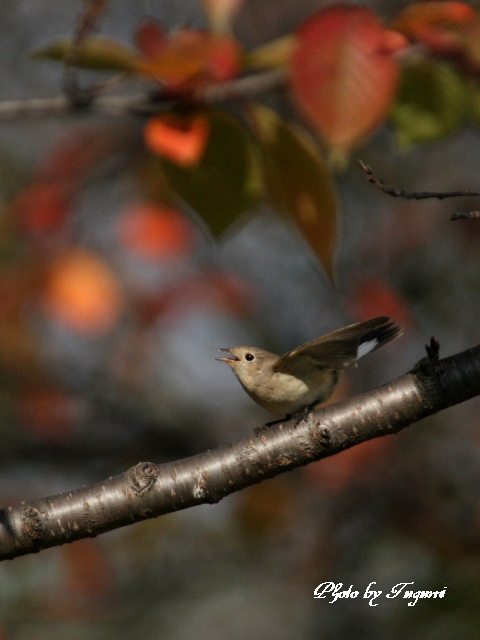 紅葉の中で_f0037633_1823984.jpg