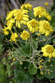 e0041337_92505.jpg