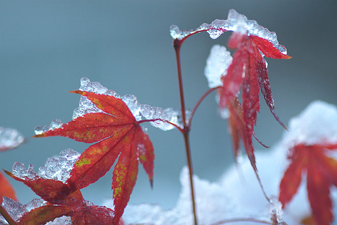 １１月の雪　３_c0067040_22255037.jpg