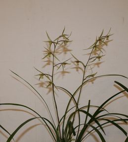 e0082045_1113310.jpg