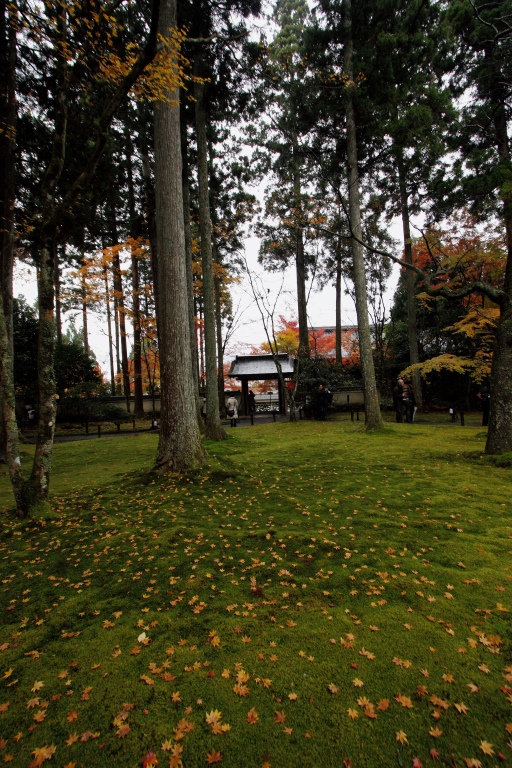 三千院 ～その他～_f0049152_20335040.jpg