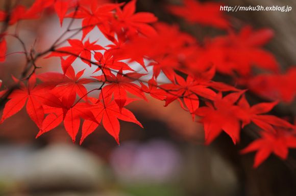 平林寺の紅葉（２）_c0124256_20373052.jpg