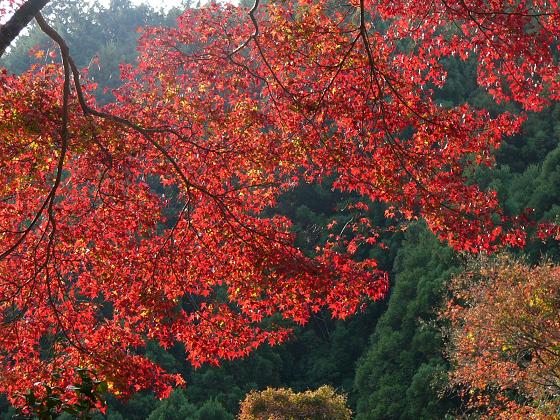 京都・吟松寺の紅葉_b0063958_2038773.jpg