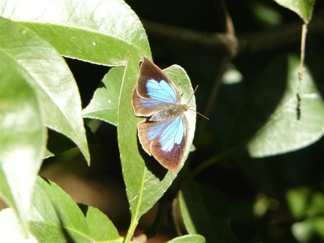 ムラサキシジミとツバメ　・　豊橋公園_f0179175_14182761.jpg