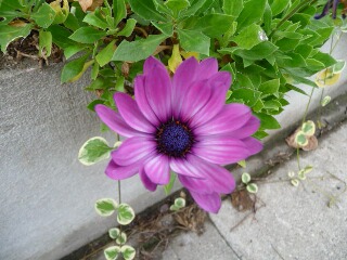 e0046477_2112498.jpg