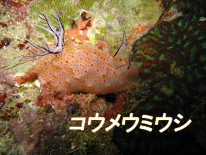 ピピ島DAY☆ナイスダ~~イブ_f0144385_125868.jpg