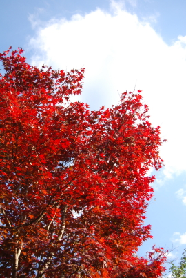 c0092787_20271365.jpg