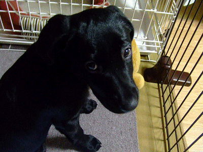 e0160787_21203580.gif
