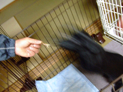 e0160787_21275242.gif