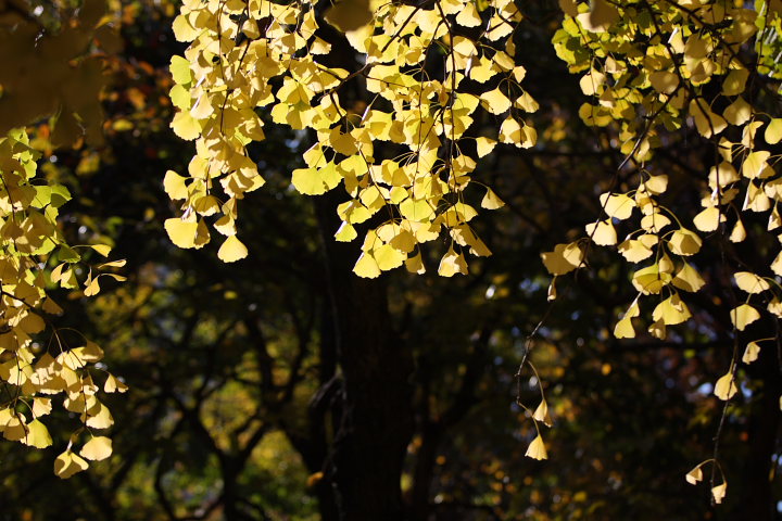 「 黄金の街 」  東京晩秋 　荒川公園のイチョウ_f0164989_0114798.jpg