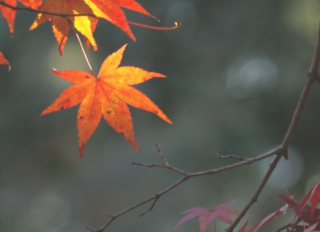 紅葉の大興禅寺_f0175003_17495358.jpg