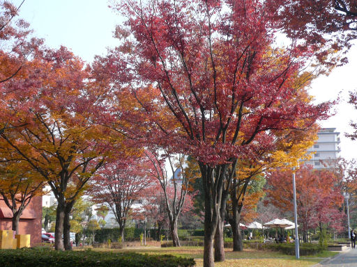 石橋美術館周辺の紅葉_b0017504_22383484.jpg