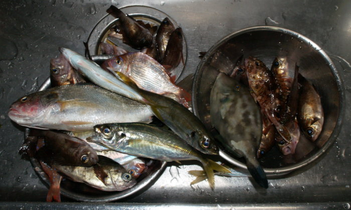 今日の夫の釣果_c0116915_187106.jpg