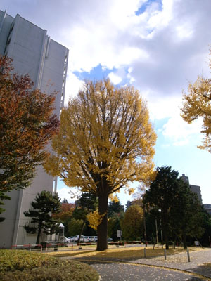 銀杏の定点観察_d0028322_23562726.jpg
