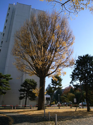 銀杏の定点観察_d0028322_23571125.jpg