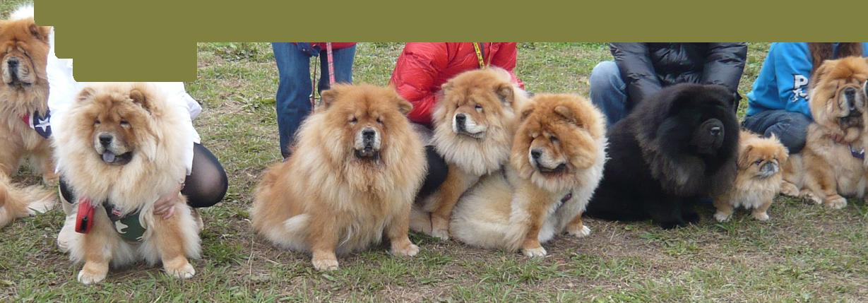 チャウチャウ犬 桃とさくらの写真日記 チャウチャウ犬 桃とさくらの写真日記