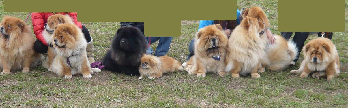 チャウチャウ犬 桃とさくらの写真日記 チャウチャウ犬 桃とさくらの写真日記
