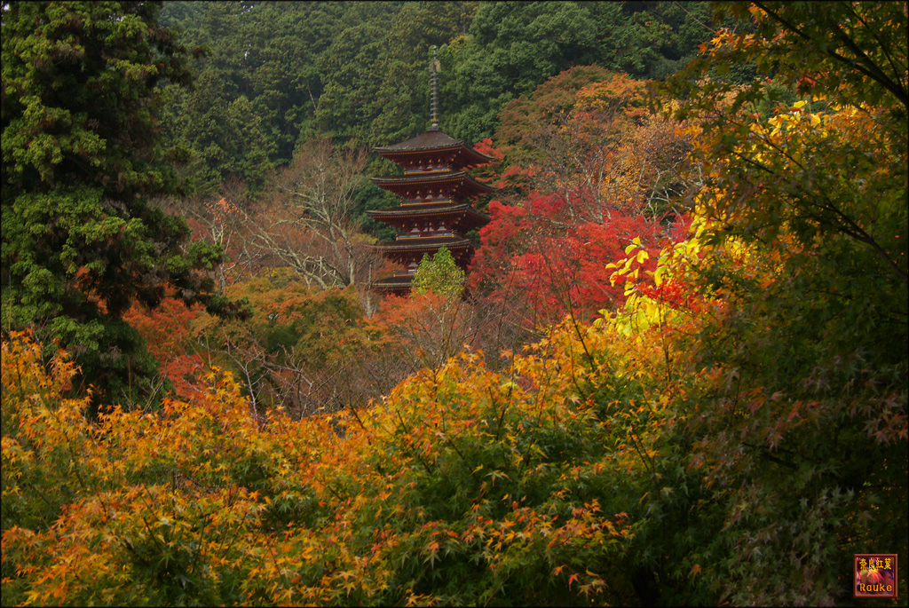 長谷寺　紅葉の頃　（前編）_e0150228_22234677.jpg