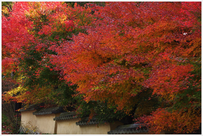 三河路紅葉　松平郷園地にて_e0077631_1841469.jpg