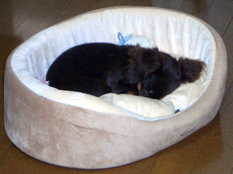 c0080038_2243663.gif