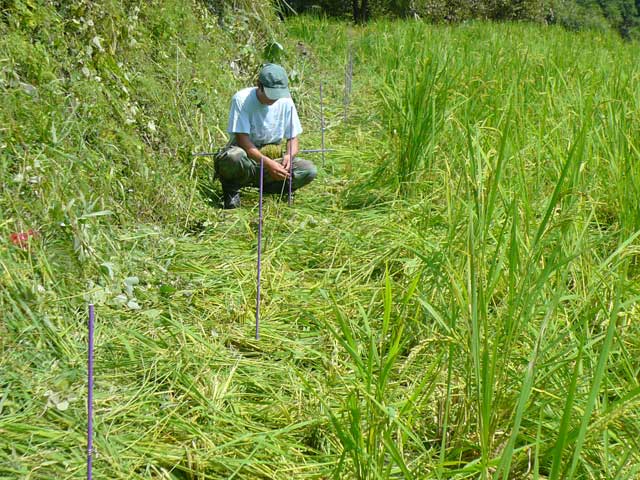 みんなの田んぼ2008最終報告_e0069646_1495395.jpg