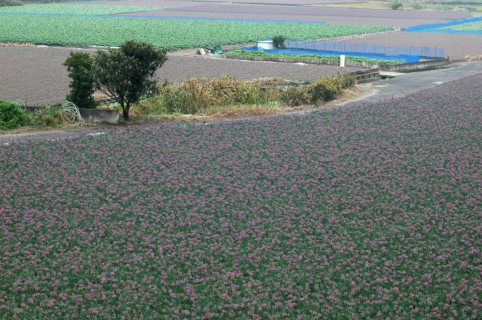 ラッキョウの花_f0032753_21173878.jpg