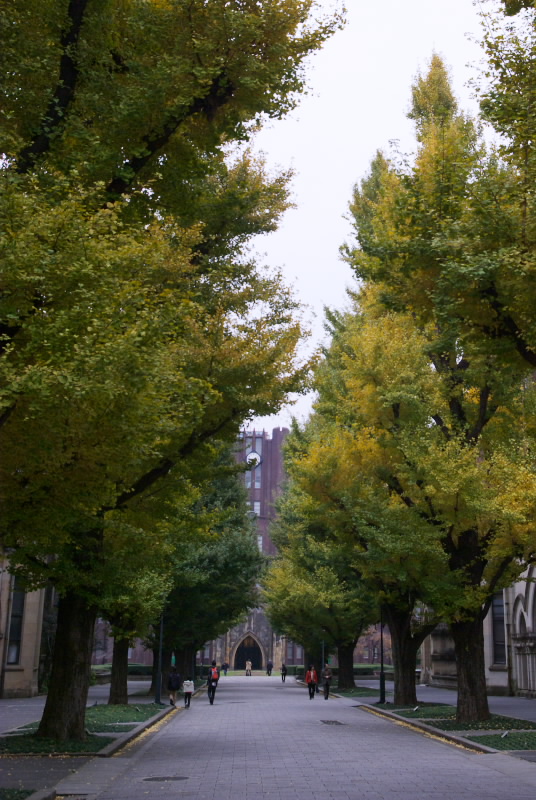 東京大学にイチョウを見に行く（２）_b0104774_22544912.jpg