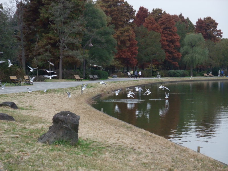 水辺の鳥たち_c0173978_14135488.jpg