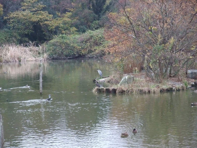 水辺の鳥たち_c0173978_14143598.jpg