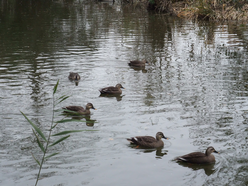 水辺の鳥たち_c0173978_14223951.jpg