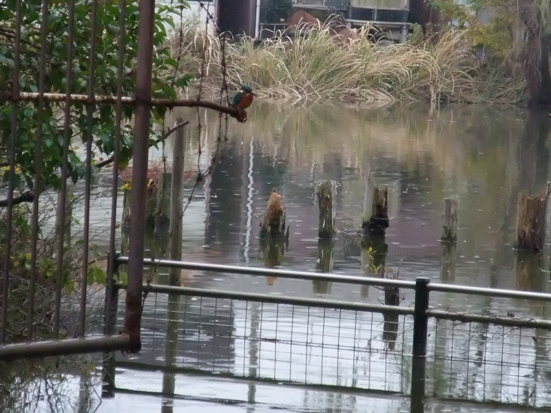水辺の鳥たち_c0173978_14435118.jpg