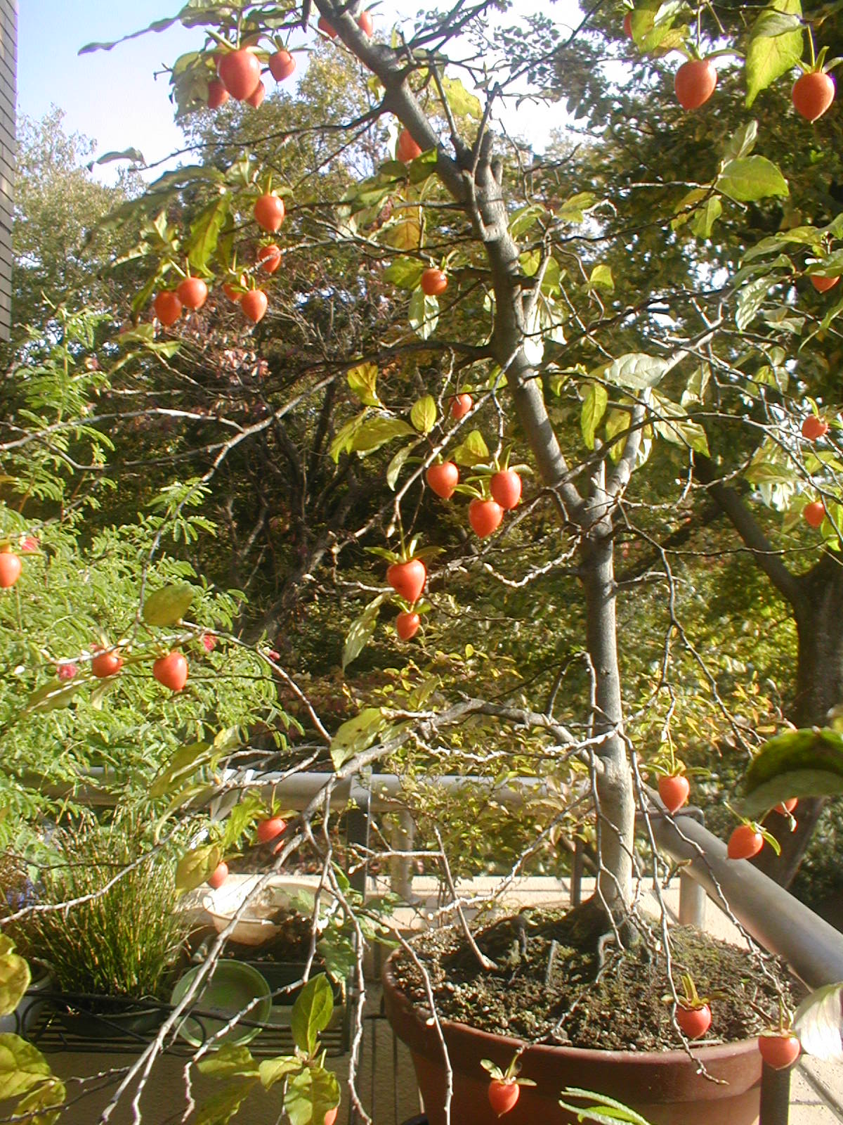 e0116694_22203730.jpg